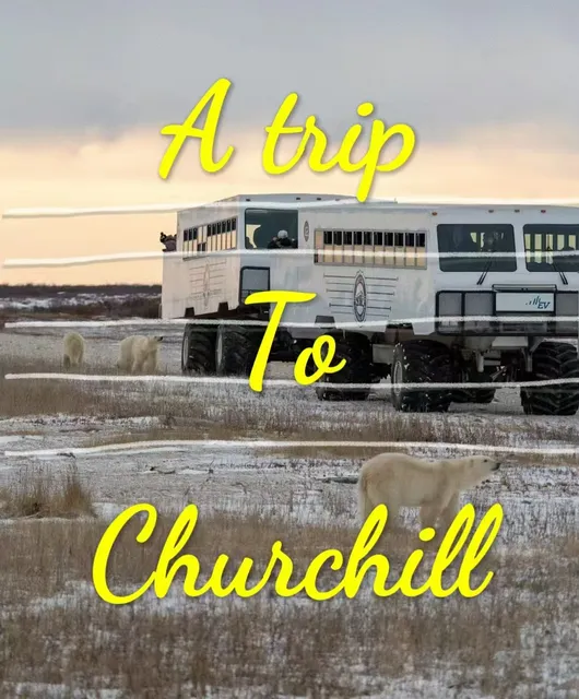 Come here to see polar bears!!!