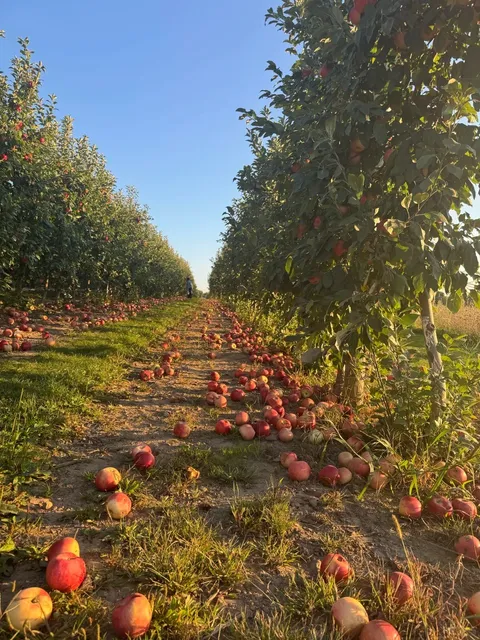 New York | Wickham Farms: The Ultimate Autumn Farm Experience 🍂