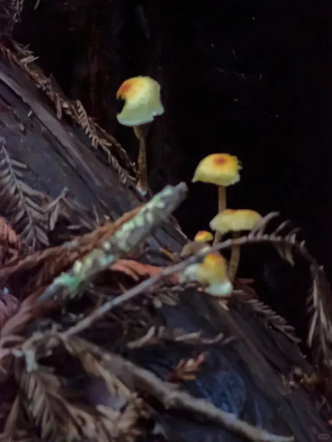 Bay Area Weekend｜Stepping into an Autumn Fairytale at a Redwood Park