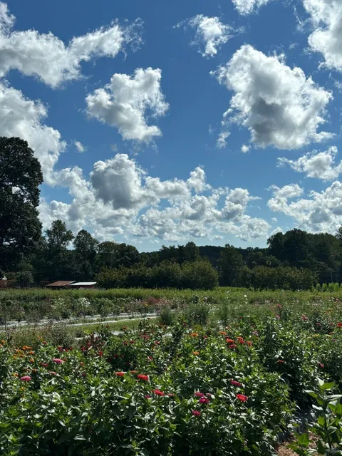 🇺🇸 A DMV Must-Visit Spot! 🍓🌳