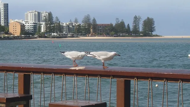 Sunshine Coast Serenity: A Perfect Day Unfolds 👀