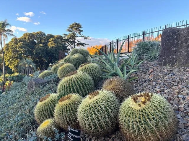 🌵 Royal Botanic Gardens Melbourne: Where Volcanoes Meet Cacti 