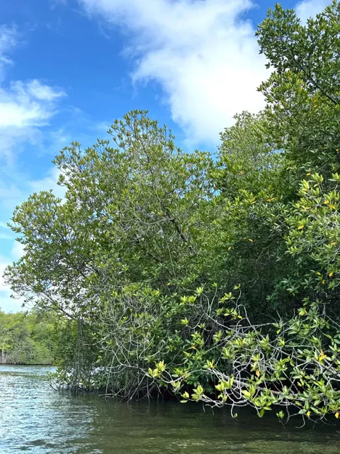 Sri Lanka Mangrove Adventure 