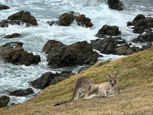 Coffs Harbour's Hidden Wonderland: Kangaroos, Cliffs & Rainbows! 🌈🦘