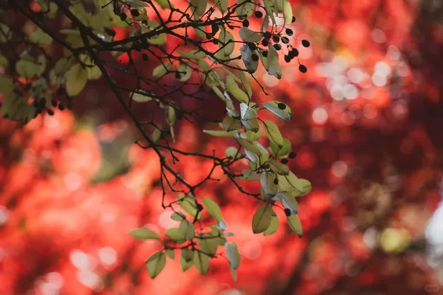 🍁 Atlanta's Autumn Glory – Brought to You by Japanese Maples!