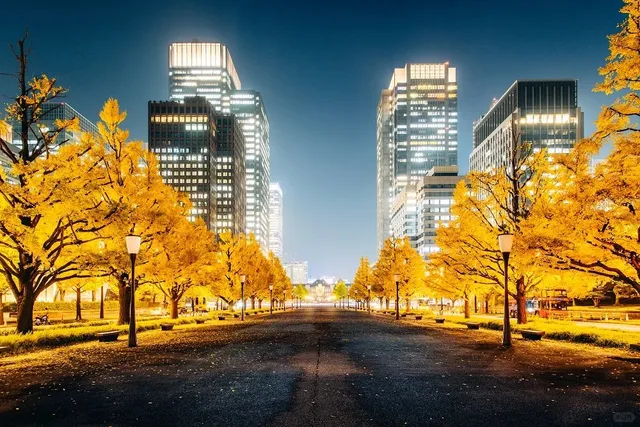  2024 Tokyo Chiyoda-ku Autumn Leaves 🍁🌸