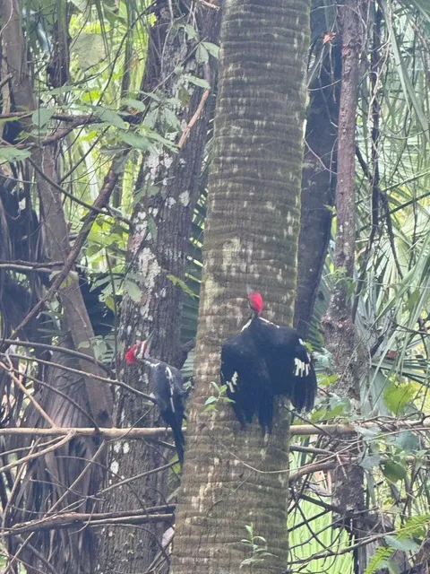 🇺🇸 Springs of Tea ☕️! Happy Kayaking in Florida