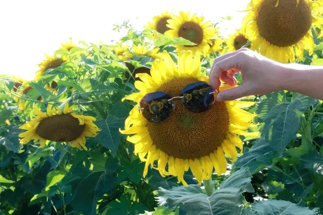 St. Louis Weekend | Golden Sunflower Fields in the Countryside 🌻✨