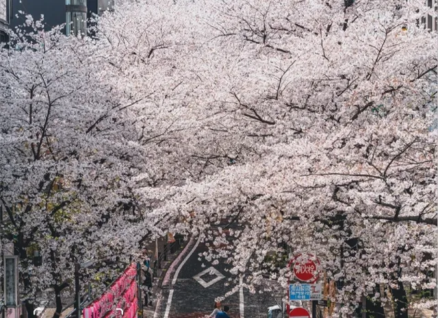 🌸 Off-the-Beaten-Path Cherry Blossom Viewing 