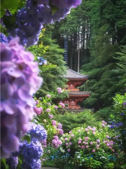  🇯🇵 Japanese Hydrangea Season 🌺