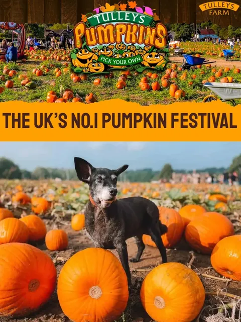 Must-visit Pumpkin Farm around London 🎃 for Halloween