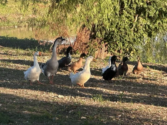 McKinney Weekend Outdoor Guide