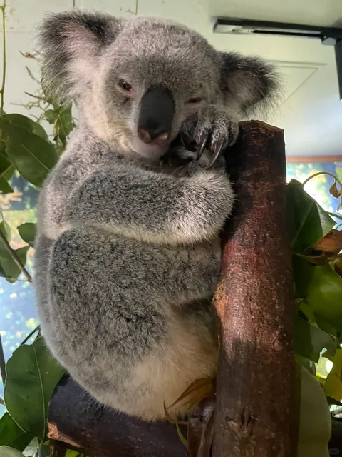 Adorable Koalas & Wild Adventures in Cairns! 🐨🌿