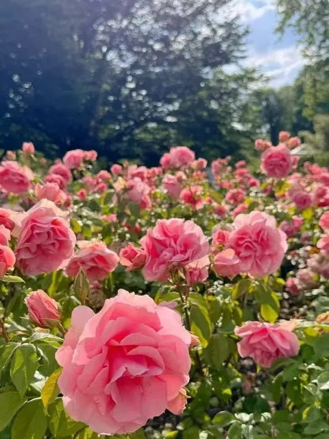 June in London | Summer Rose Season 🌹