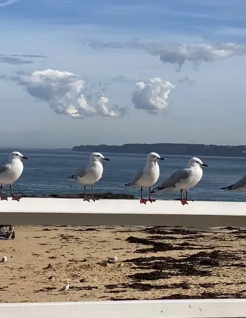 🇦🇺Newcastle Day Tour Raiders!