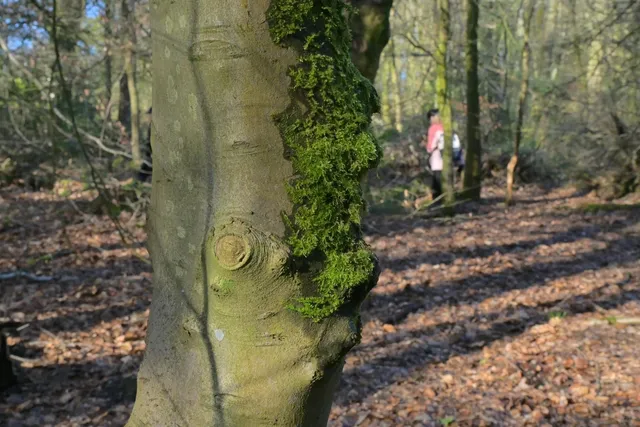 🌳 Easy Hike Near University of Birmingham | Lickey Hills