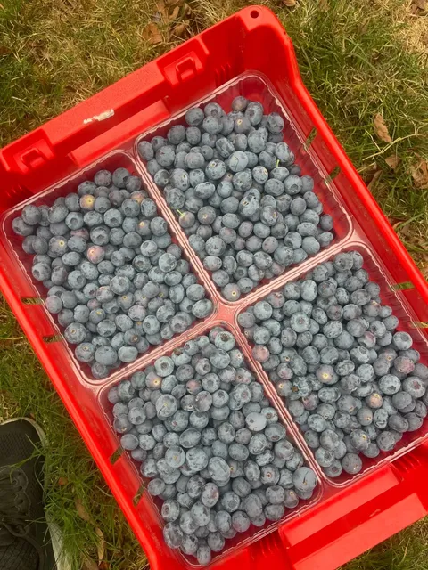WHV | Is Picking Blueberries in Coffs Harbour Really a Scam? 🫐🌞
