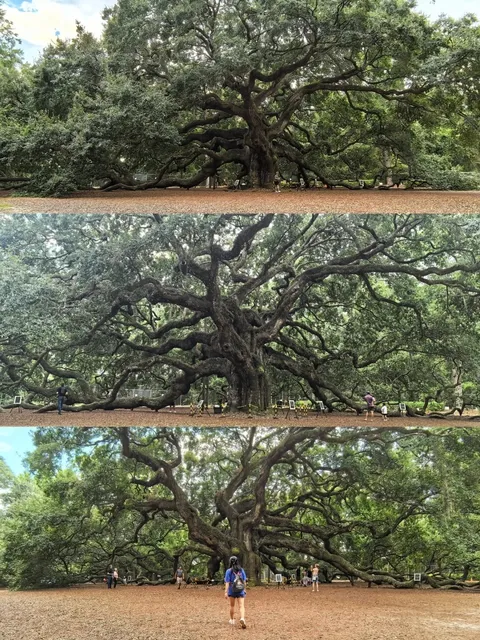 🇺🇸 Beautiful Charleston