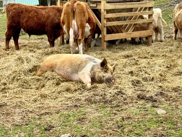 New York  | Farm ⛺️, Experience the Cuddles of Small Animals