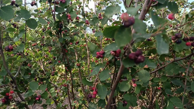 🇨🇦 Saskatoon Berry Picking Adventure | Family Weekend Fun