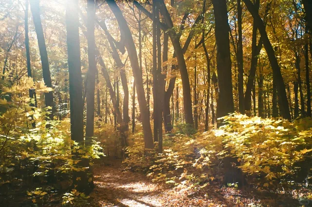 🎞️｜From Golden Autumn to Silent Hill: A Film Diary of Madison