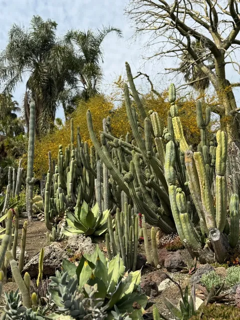 LA’s Desert Garden – Absolutely Jaw-Dropping! 😲🌵✨