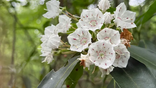 ​​June Escape: Hiking & Picnicking at Reeves Meadow 🏞️✨​​