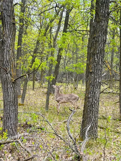 Tree Carving Park -An Oasis of Oxygen Hidden in the Urban Area 🌳💨