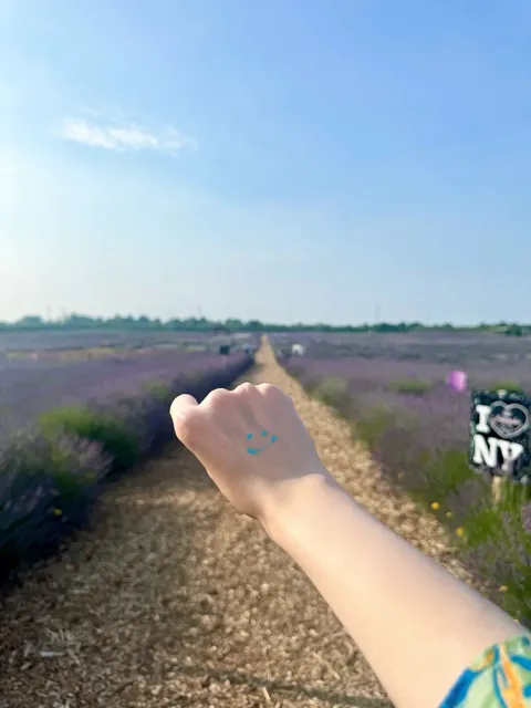 ​​NYC｜Long Island｜Lavender By The Bay Calverton​​