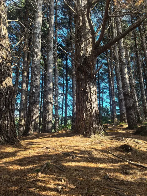 🌲 Wellington’s “Wizard of Oz” Hike | Otari Wilton's Bush 🌿🍀