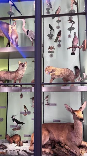 Bordeaux Natural History Museum 🌿🏛️