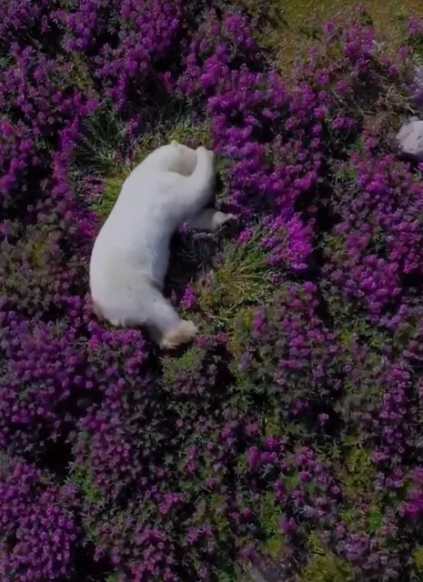 Churchill, Canada – Ultimate Guide to Polar Bears, Aurora & Belugas!