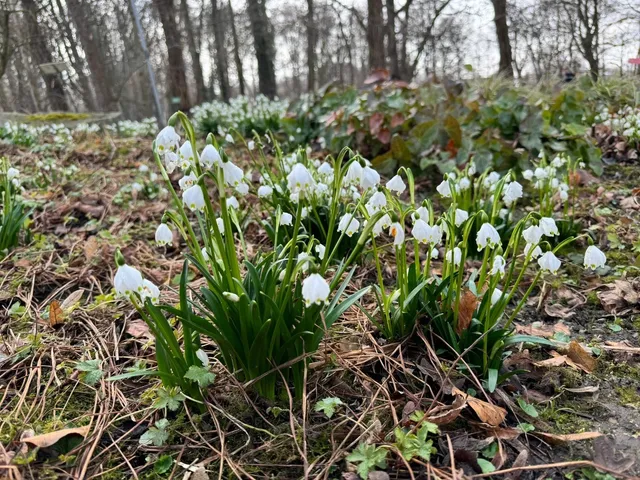 Augsburg Botanical Garden: A Living Symphony of Nature 🌿🎶
