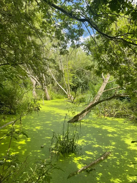 ​​🇬🇧 London Ealing | Exploring a Beaver’s Home 🦫​​