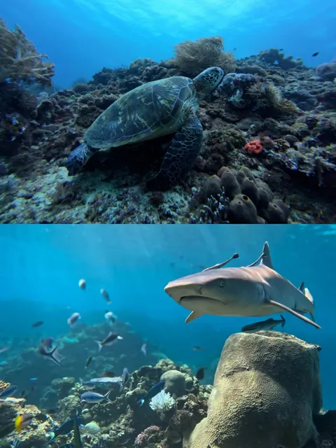 🇦🇺 Australia Travel ‖ Gold Coast Scuba Diving Guide