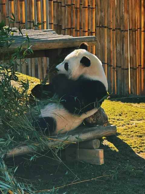 🇪🇸 Where Did Everyone Go ? 🎄✨🐾