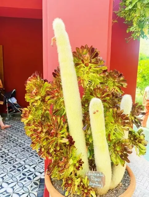 Unveiling the Enigmatic Gardens of Marrakech（2）