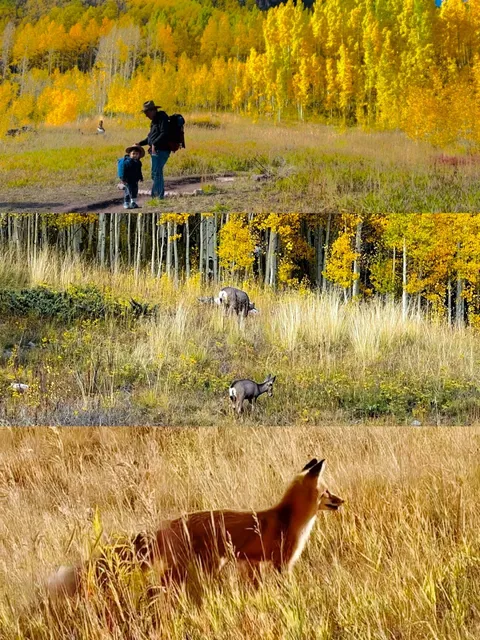  A Glimpse of Autumn in Aspen 🍂🏔️