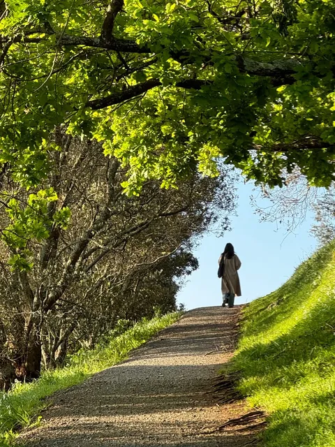 Auckland Live｜Spring in the Southern Hemisphere is Pure Magic 🌸
