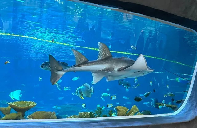 Worth a Visit with the CityPASS – At Least Once! 🐠