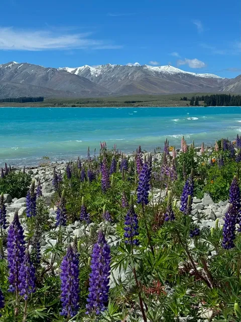 🇳🇿 Solo Road Trip in NZ’s South Island? No Fear!