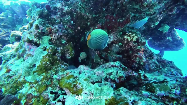 My First Scuba Dive at Racha Island, Phuket!