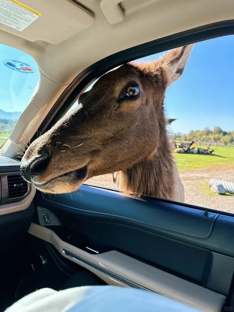 Seattle Surroundings | 🐂 A Zoo You Can Drive Through 🐎
