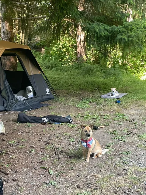 Dosewallips State Park - Where Oysters Meet Campfire Magic 🏕️🦪  
