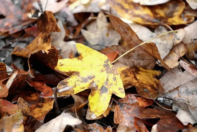 Lost Maples: Texas' Most Breathtaking Fall Destination