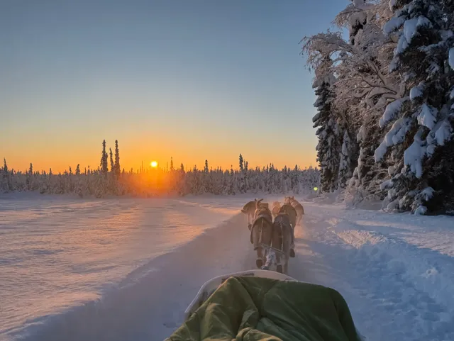 ❄️ A Perfect Day for Dog Sledding!  
