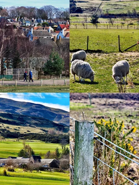 ​​Swanston Farm丨Edinburgh's "Altay" 🌿