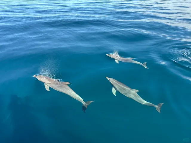 🐬 Dolphin Watching in Glenelg, Adelaide 🐬