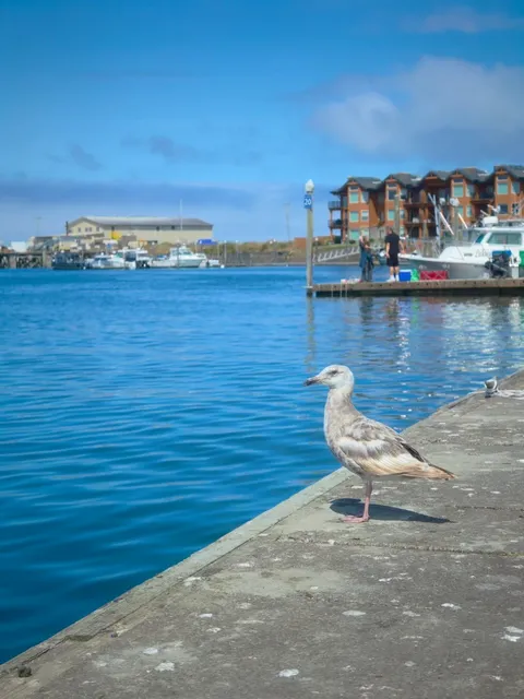 ​​Westport Pier | A Sunny Escape with Centuries of Maritime History 🌊