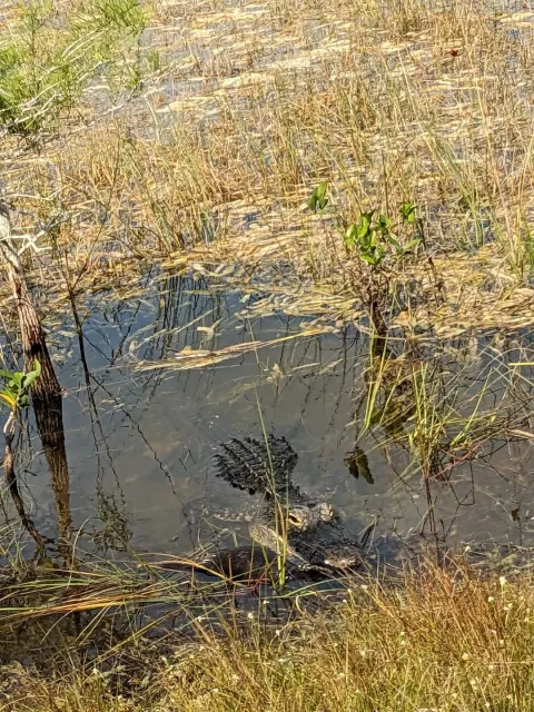 An Amazing Airboat Tour in Miami! 🐊✨